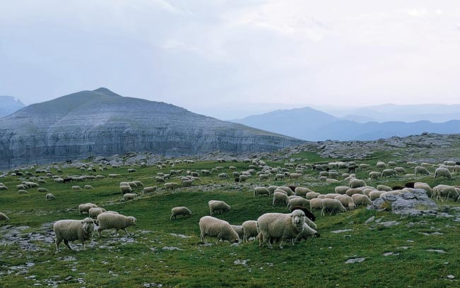Productores omnivoro tienda omnivoro carne de pastoreo carne de pasto ecotienda vacuno ecológico comprar carne de pasto tienda animal segovia